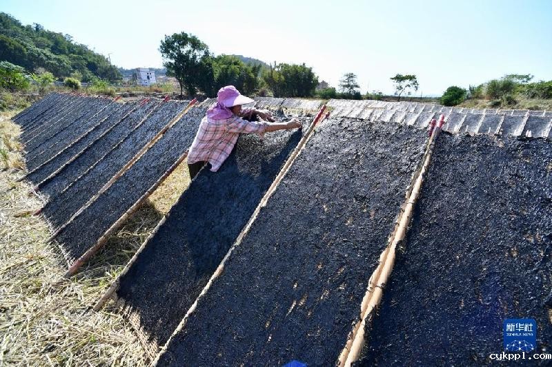 福建海上紫菜秋收忙