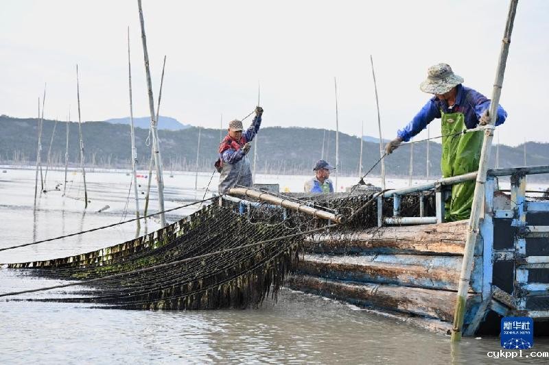 福建海上紫菜秋收忙