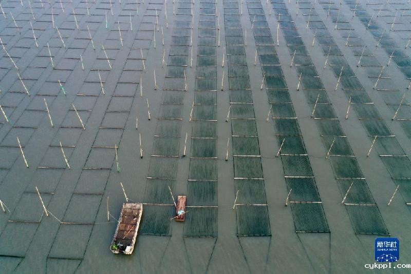 福建海上紫菜秋收忙