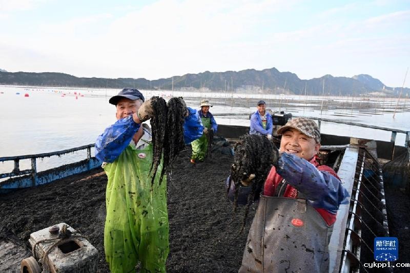 福建海上紫菜秋收忙
