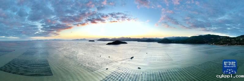 福建海上紫菜秋收忙