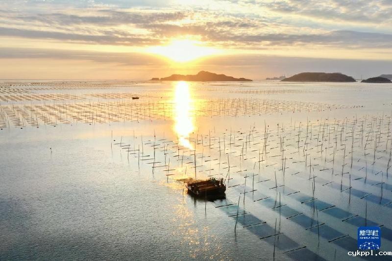 福建海上紫菜秋收忙