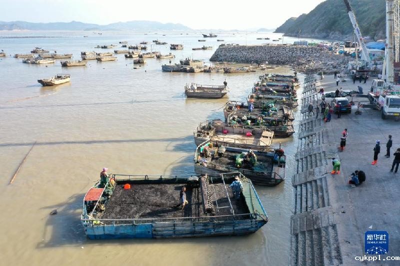 福建海上紫菜秋收忙