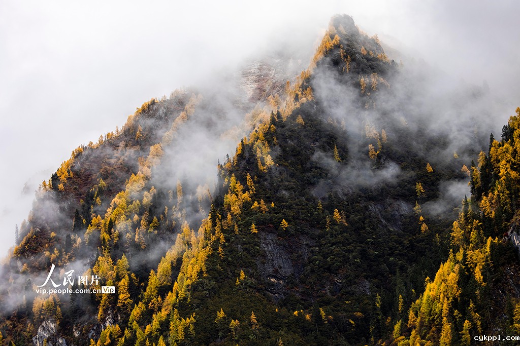 四姑娘山景区秋色如画 四姑娘山景区秋色如画
