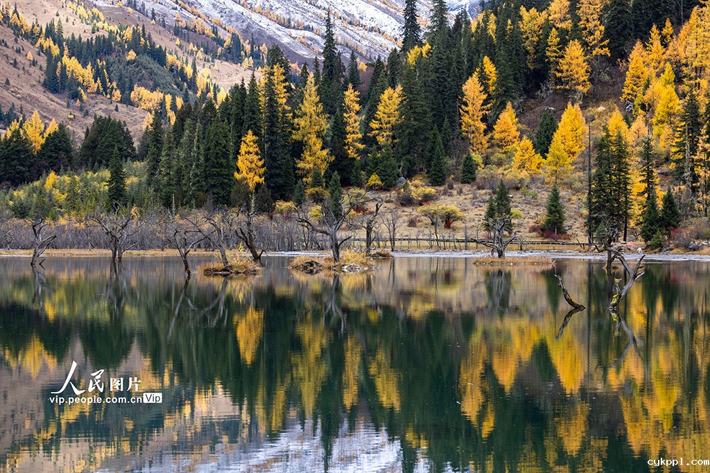 四姑娘山景区秋色如画 四姑娘山景区秋色如画