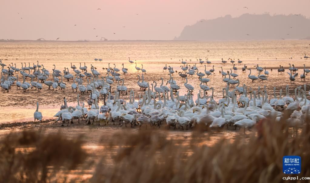 大批大天鹅飞抵山东荣成越冬