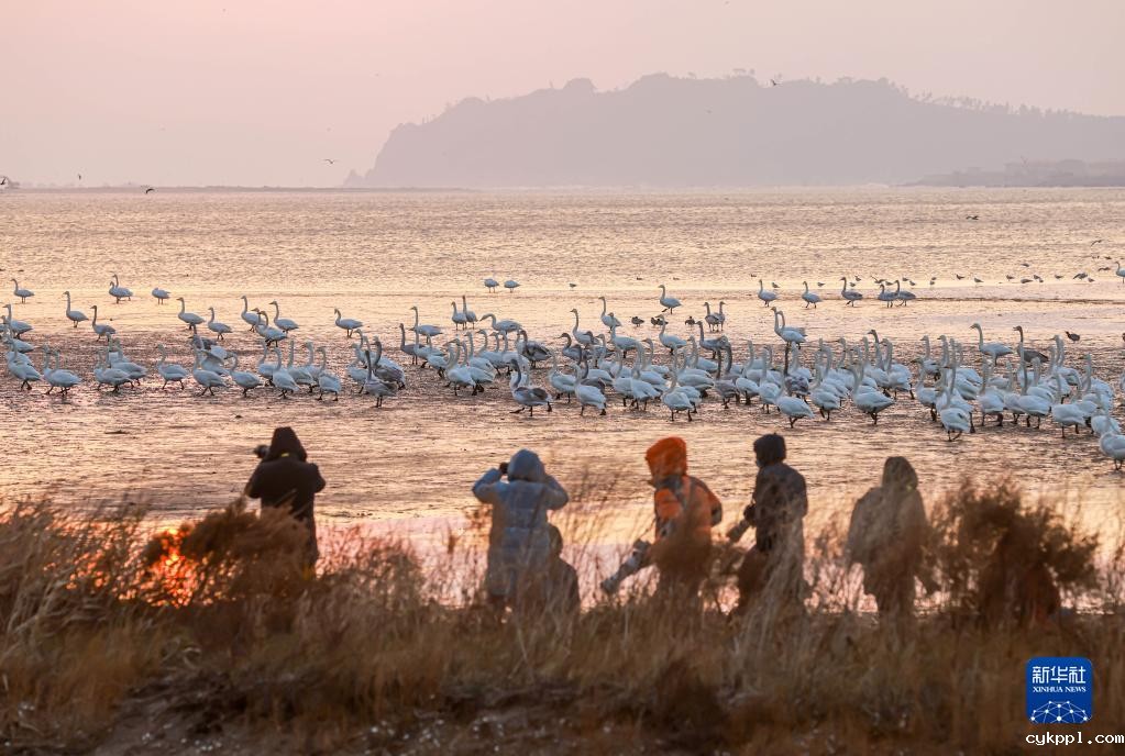 大批大天鹅飞抵山东荣成越冬