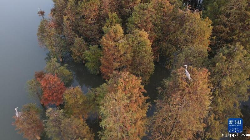 大美湿地城市丨合肥