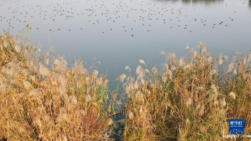 大美湿地城市丨合肥
