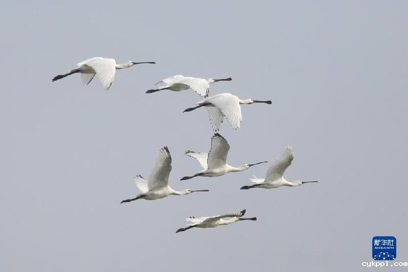 大美湿地城市丨合肥