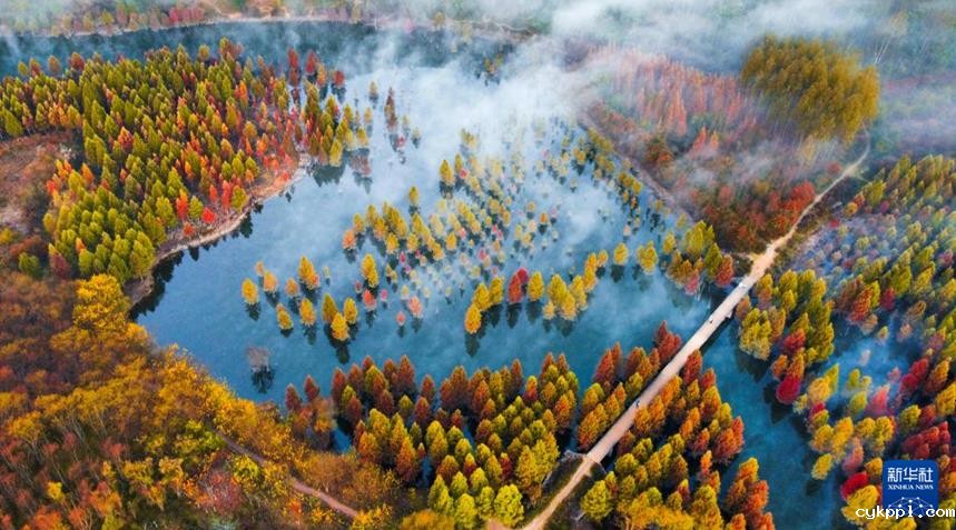 体验超强光影冲击力 “水上森林” 景如画 体验超强光影冲击力 “水上森林” 景如画
