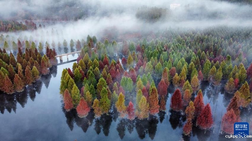 体验超强光影冲击力 “水上森林” 景如画 体验超强光影冲击力 “水上森林” 景如画