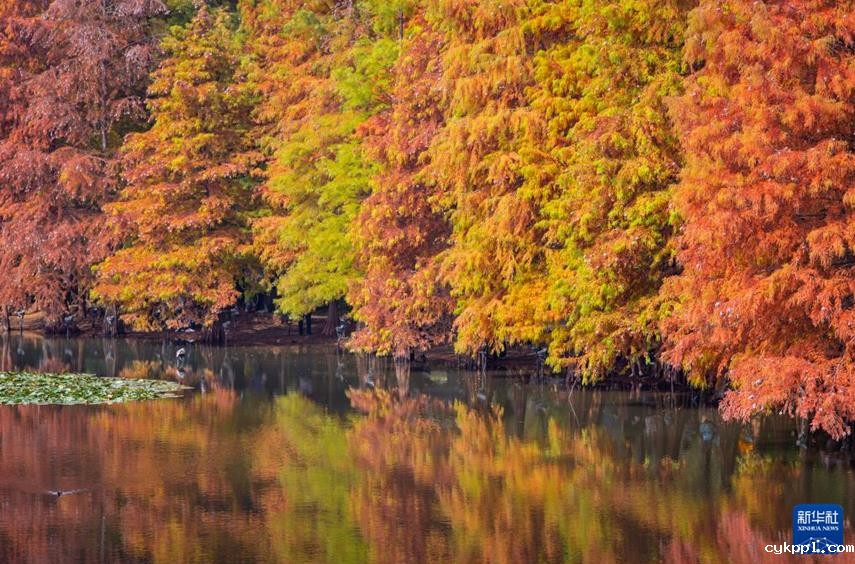 体验超强光影冲击力 “水上森林” 景如画 体验超强光影冲击力 “水上森林” 景如画