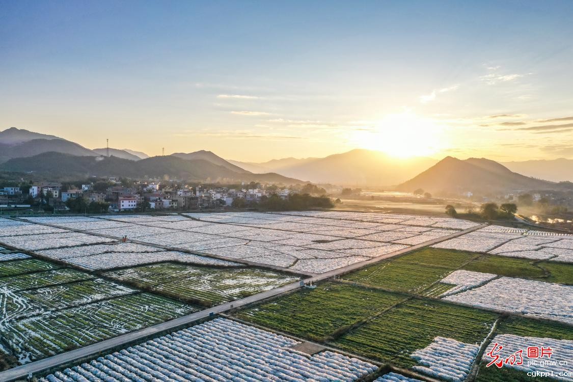万亩香芋覆膜越冬