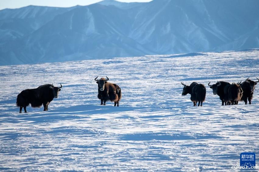 无人机航拍:生机勃勃的冬日哈尔腾 无人机航拍:生机勃勃的冬日哈尔腾