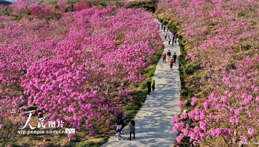 广东江门：紫花风铃绽放