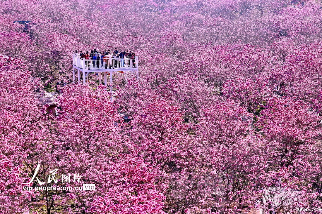 广东江门：紫花风铃绽放