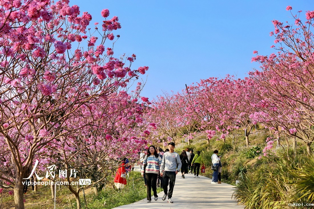 广东江门：紫花风铃绽放
