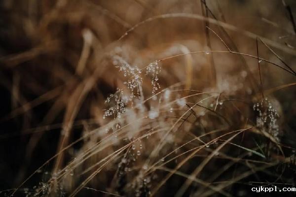 适马50mmF1.4DGDNArt发布,经典重塑,标准新生!