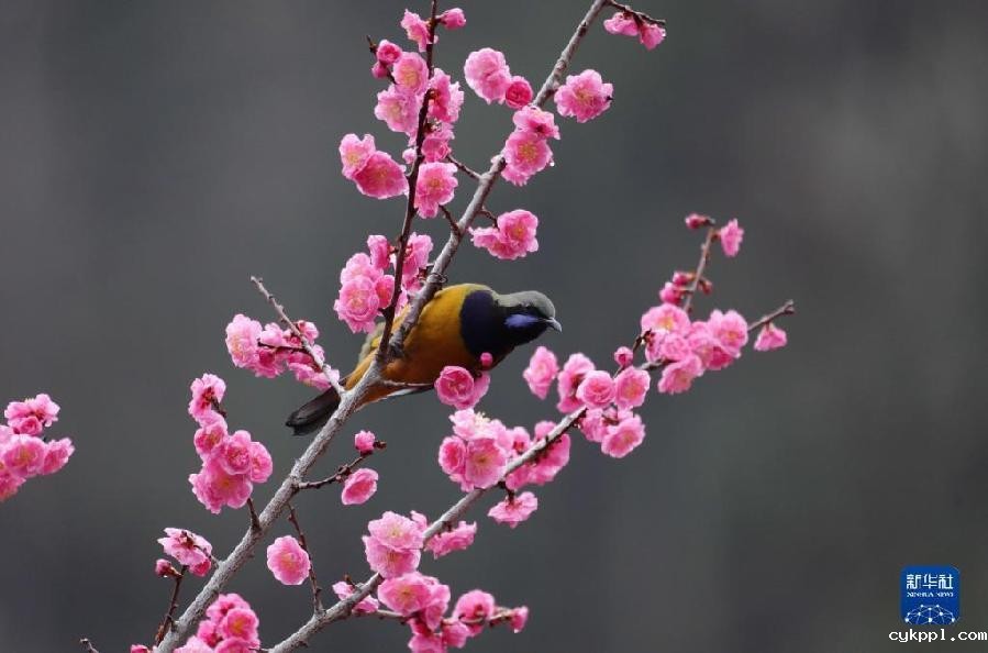 湖南张家界:春花烂漫