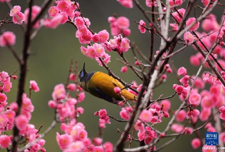 湖南张家界:春花烂漫