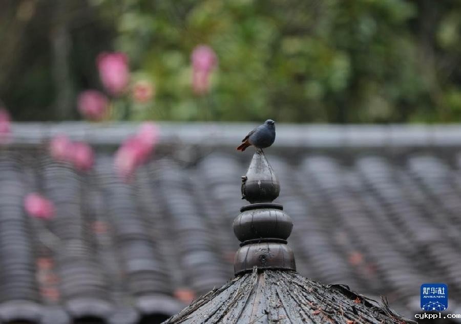 湖南张家界:春花烂漫