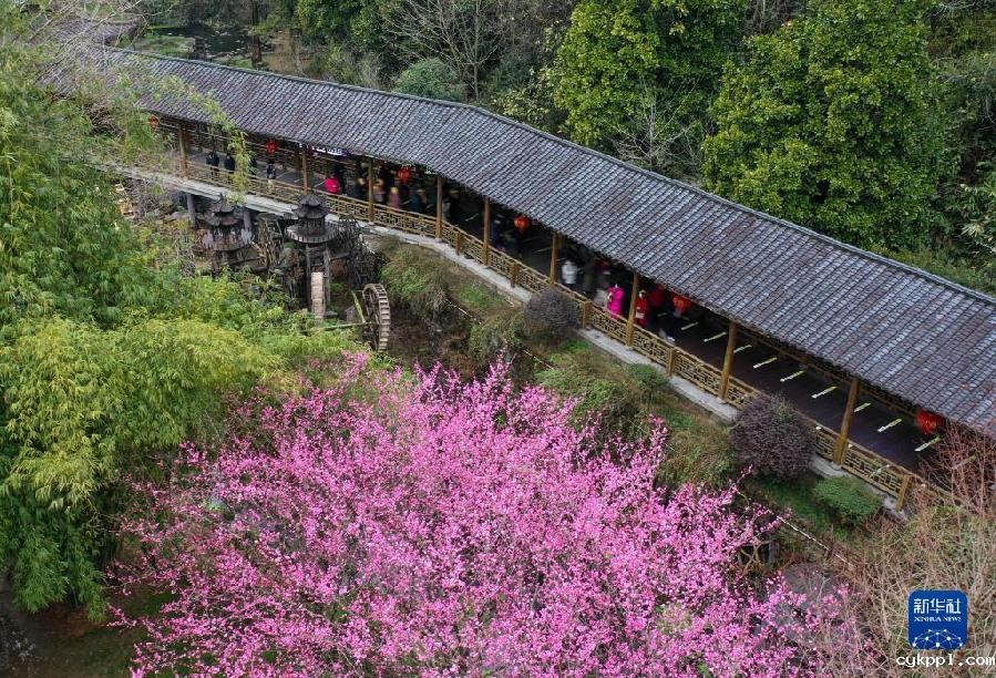 湖南张家界:春花烂漫