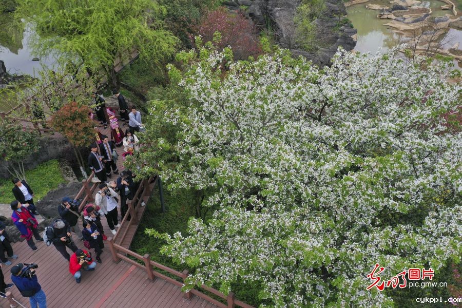 重庆万盛:石林风光奇特 吸引游客参观 重庆万盛:石林风光奇特 吸引游客参观