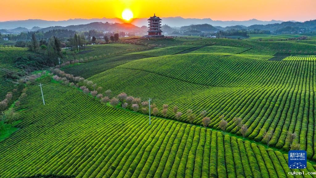 新华全媒+丨万亩茶海里,一片清明茶的成材之旅