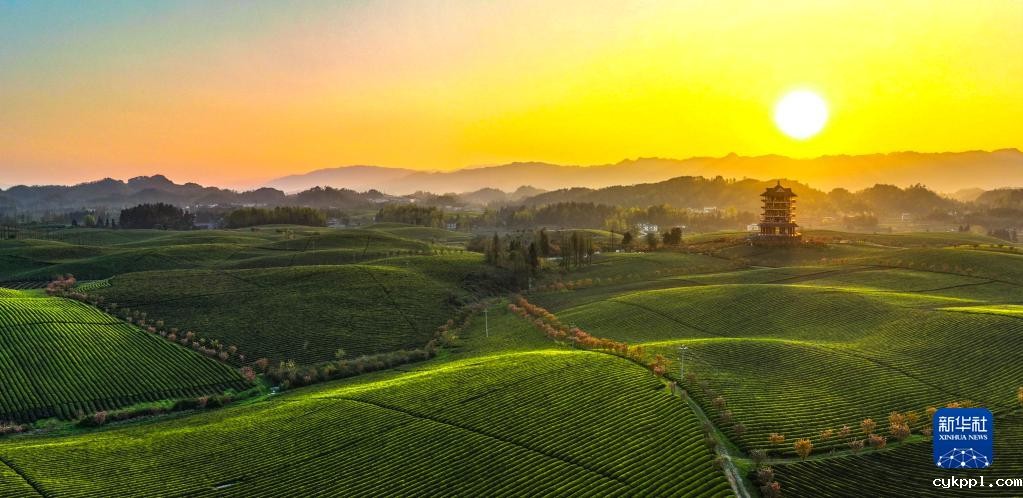 新华全媒+丨万亩茶海里,一片清明茶的成材之旅