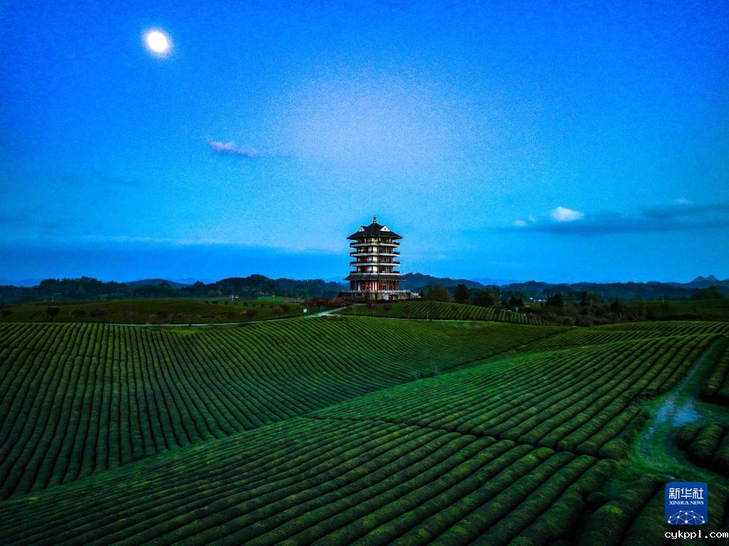 新华全媒+丨万亩茶海里,一片清明茶的成材之旅
