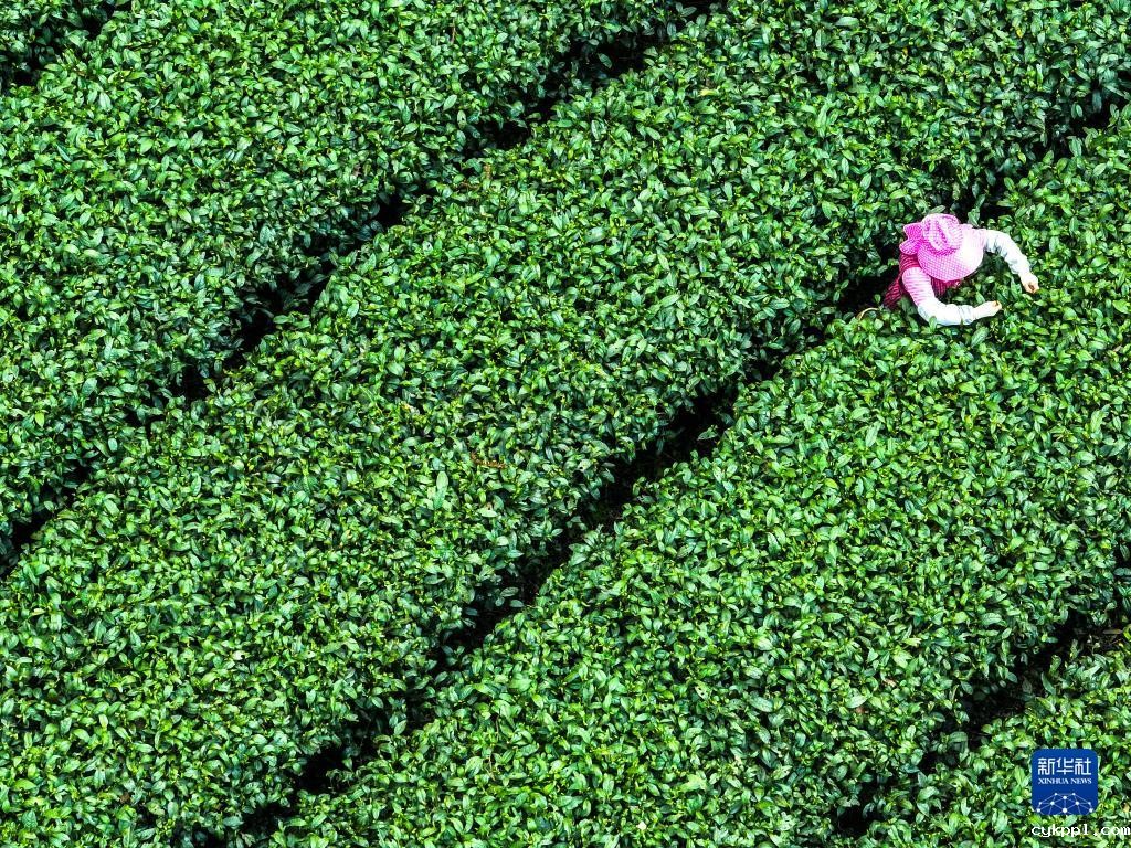 新华全媒+丨万亩茶海里,一片清明茶的成材之旅