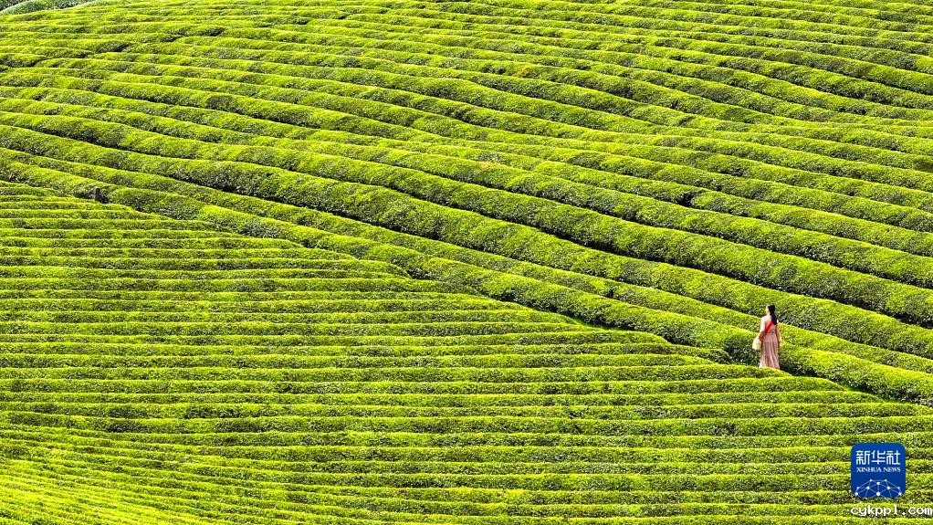 新华全媒+丨万亩茶海里,一片清明茶的成材之旅