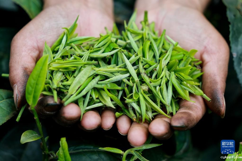 新华全媒+丨万亩茶海里,一片清明茶的成材之旅