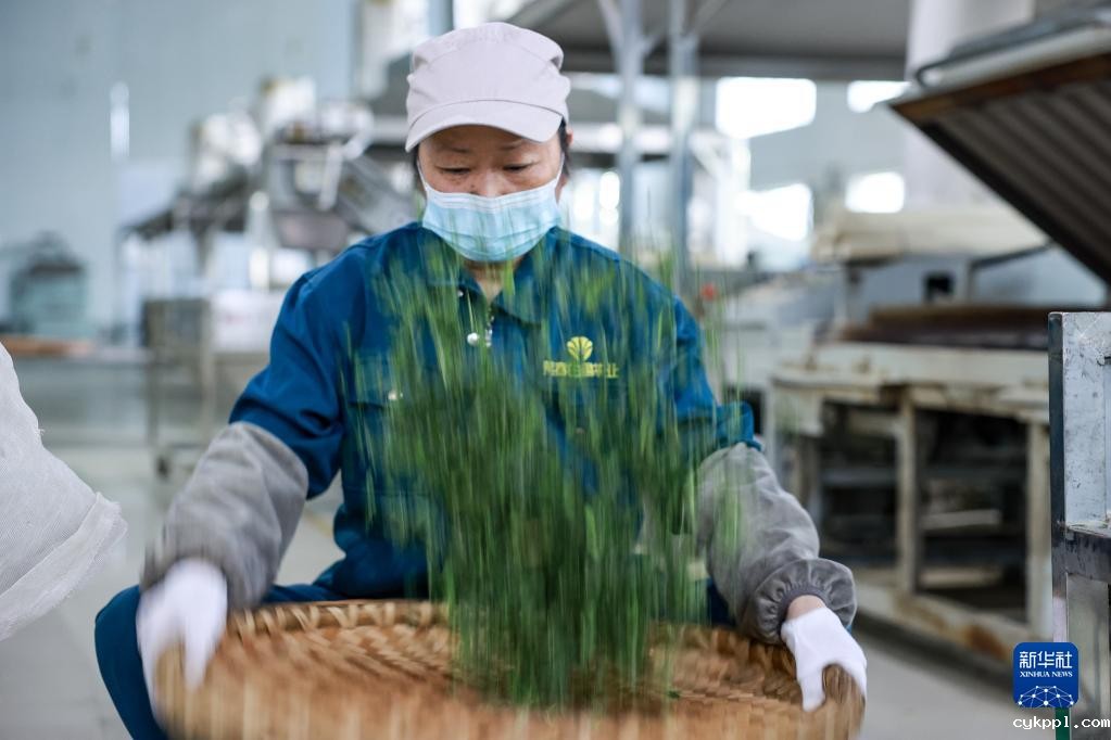新华全媒+丨万亩茶海里,一片清明茶的成材之旅