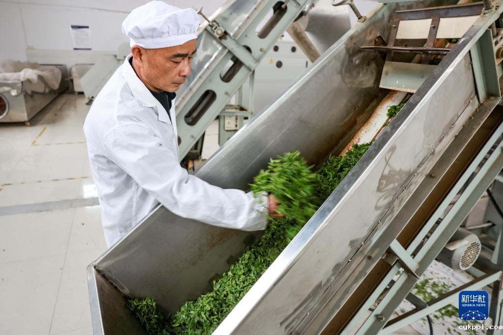 新华全媒+丨万亩茶海里,一片清明茶的成材之旅