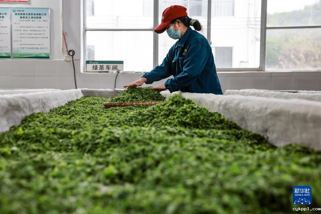 新华全媒+丨万亩茶海里,一片清明茶的成材之旅