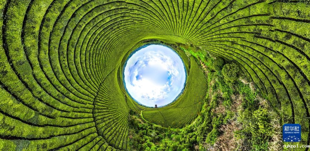 新华全媒+丨万亩茶海里,一片清明茶的成材之旅