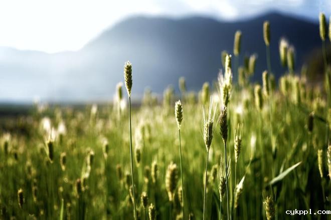 适马新品丨三镜齐发，17mm、50mm、23mm灵动登场！