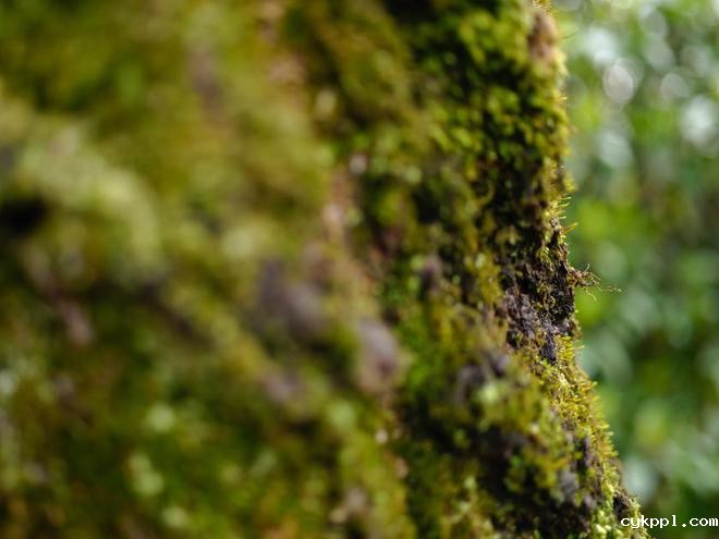 适马新品丨三镜齐发，17mm、50mm、23mm灵动登场！