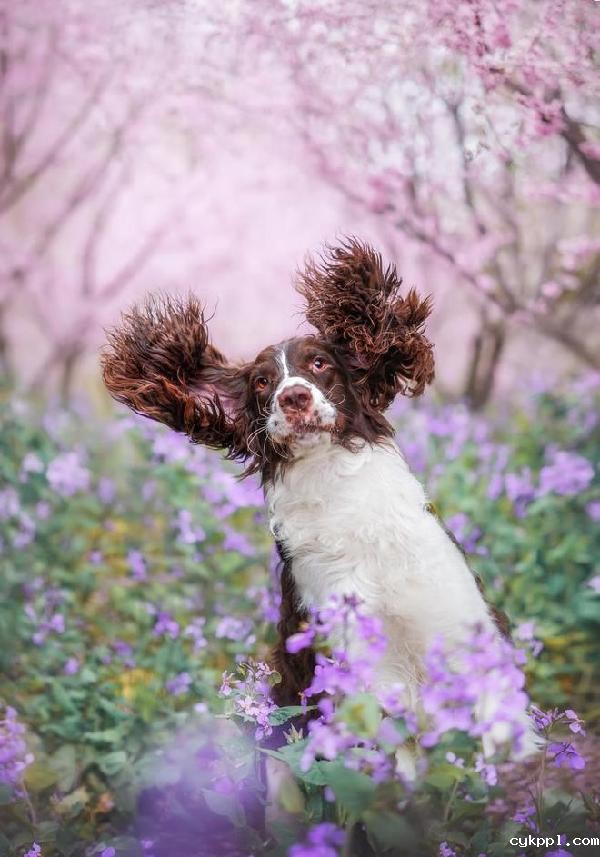 适马新品丨三镜齐发，17mm、50mm、23mm灵动登场！