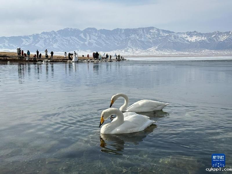 国道之行 从雪山奔向大海丨在赛里木湖邂逅蓝色“眼泪”
