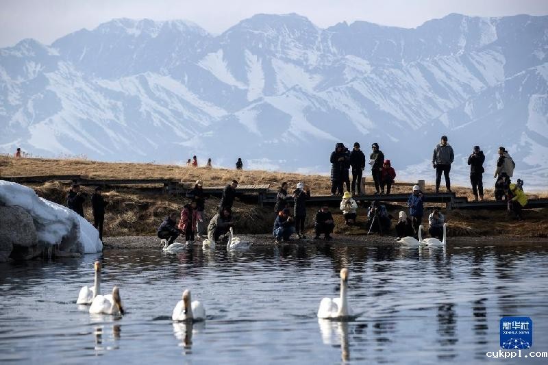 国道之行 从雪山奔向大海丨在赛里木湖邂逅蓝色“眼泪”