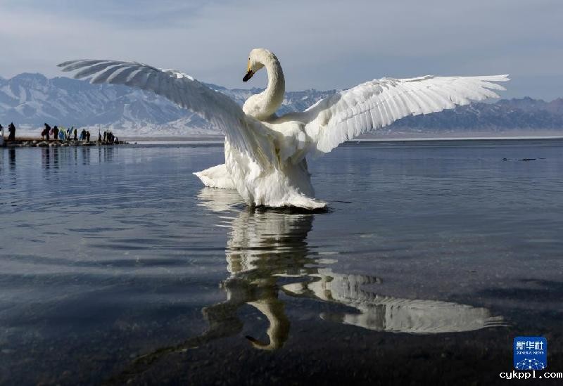 国道之行 从雪山奔向大海丨在赛里木湖邂逅蓝色“眼泪”