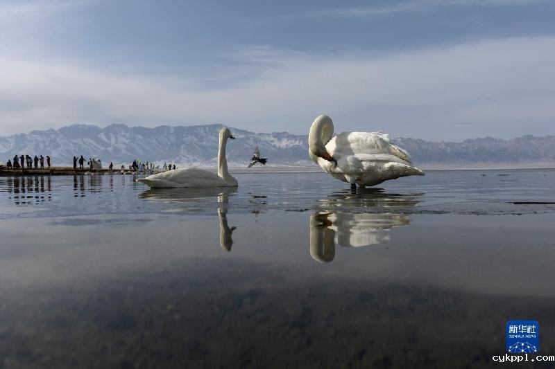 国道之行 从雪山奔向大海丨在赛里木湖邂逅蓝色“眼泪”