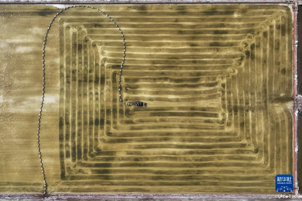 河北曹妃甸：盐田迎丰收