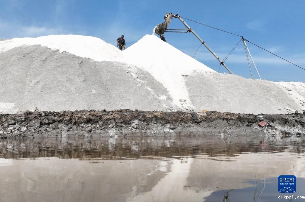 河北曹妃甸：盐田迎丰收