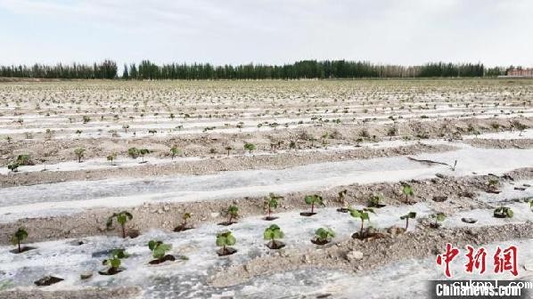 新疆阿拉尔：无人机助力棉花田间管理 节本增效种地更轻松