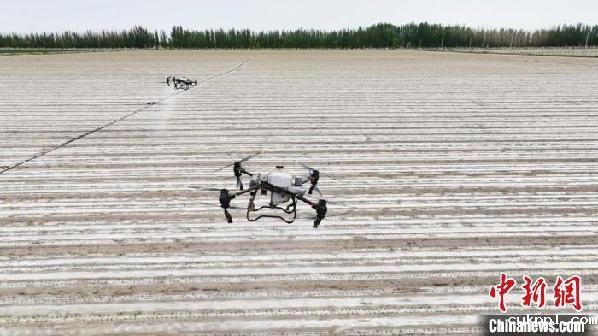 新疆阿拉尔：无人机助力棉花田间管理 节本增效种地更轻松