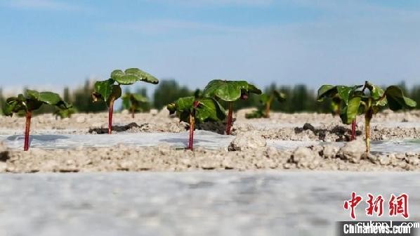 新疆阿拉尔：无人机助力棉花田间管理 节本增效种地更轻松